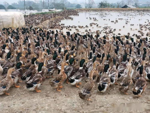 微生物技術(shù)驅(qū)動(dòng)鴨魚共養(yǎng) 創(chuàng)新模式提升經(jīng)濟(jì)效益