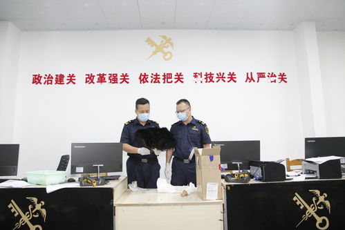 鶴山海關(guān)查獲瀕危玳瑁制品 生物技術(shù)開發(fā)在野生動(dòng)物保護(hù)中的關(guān)鍵作用